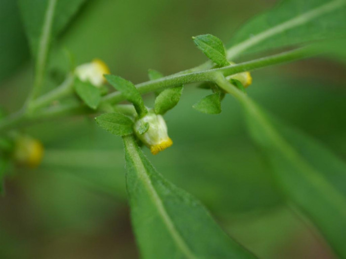 담배풀 - Carpesium abrotanoides L.