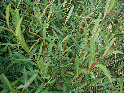 당키버들 사진 - Salix purpurea var. smithiana Trautv. Photos