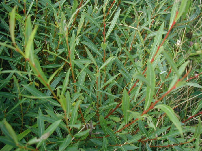 당키버들 - Salix purpurea var. smithiana Trautv.