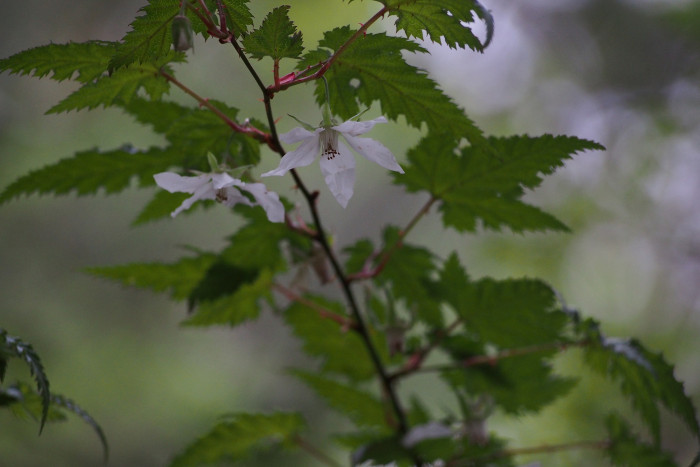 단풍딸기 - Rubus palmatus Thunb.