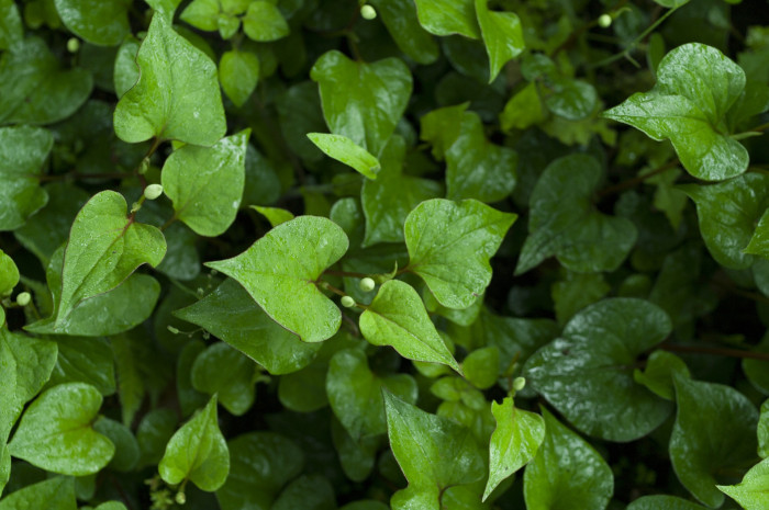 약모밀 - Houttuynia, Houttuynia cordata