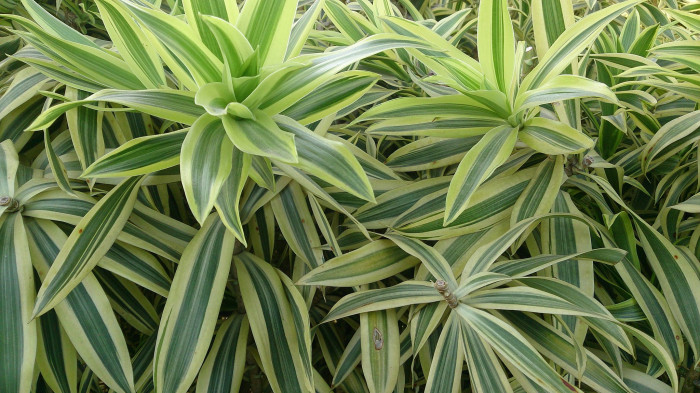 송 오브 인디아 - song of India, Dracaena reflexa 