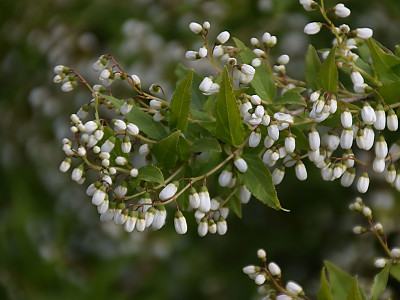 애기말발돌이 사진 - Deutzia gracilis Photos