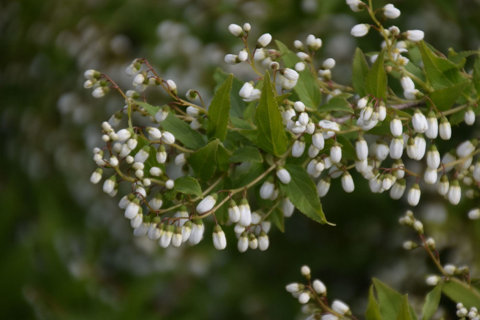 애기말발돌이 - Deutzia gracilis