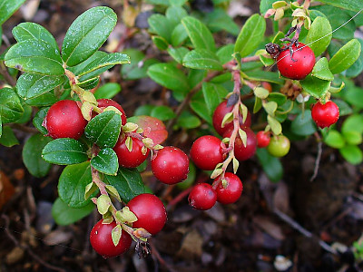 월귤 사진 - Vaccinium vitis-idaea L. Photos