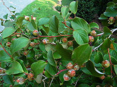노각나무 사진 - Stewartia pseudocamellia Maxim. Photos
