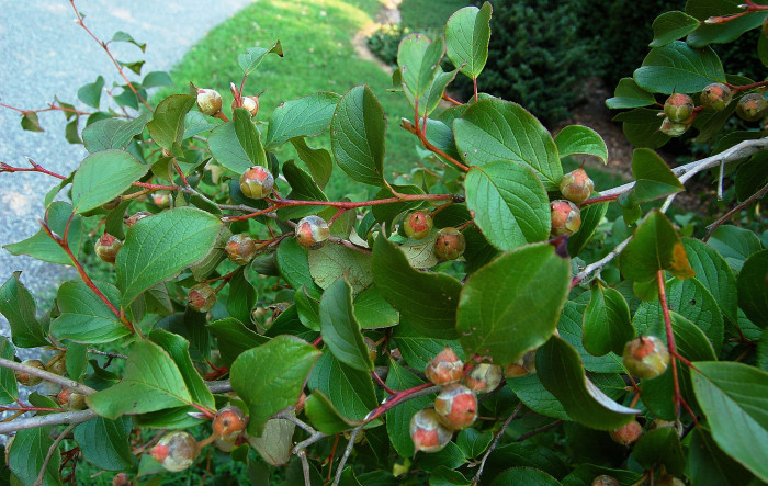 노각나무 - Stewartia pseudocamellia Maxim.