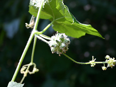 가시박 사진 - Sicyos angulatus L. Photos