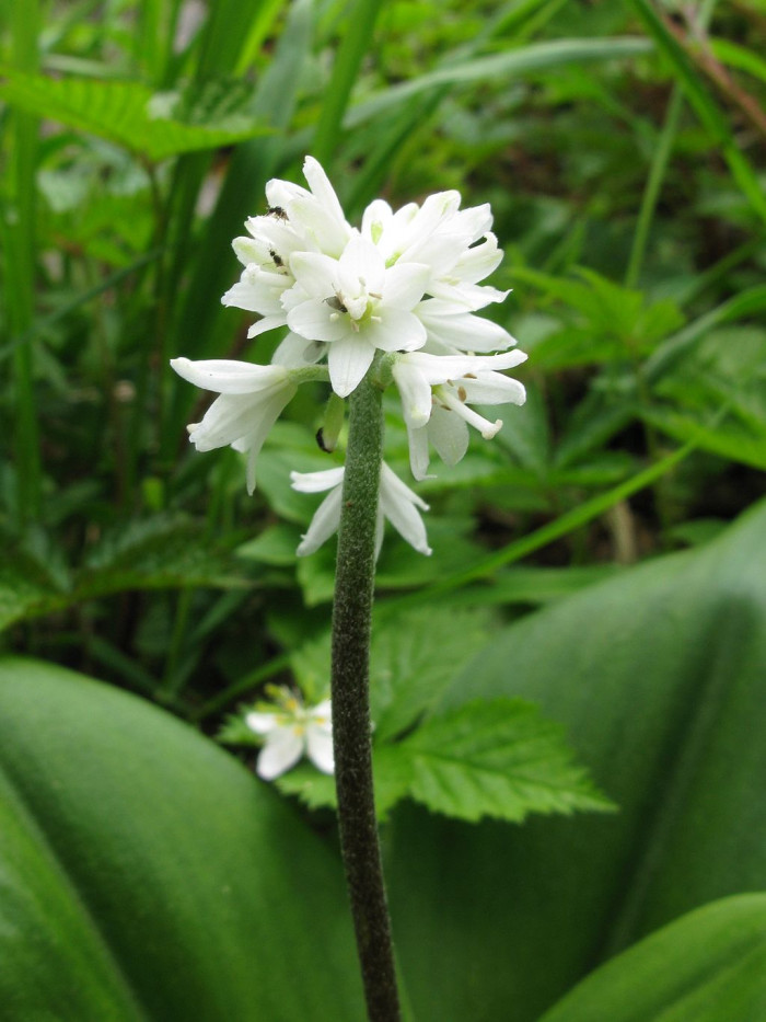 나도 옥잠화 - Clintonia udensis