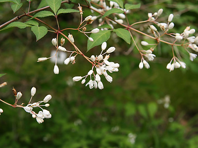 고추나무 사진 - Staphylea bumalda DC. Photos