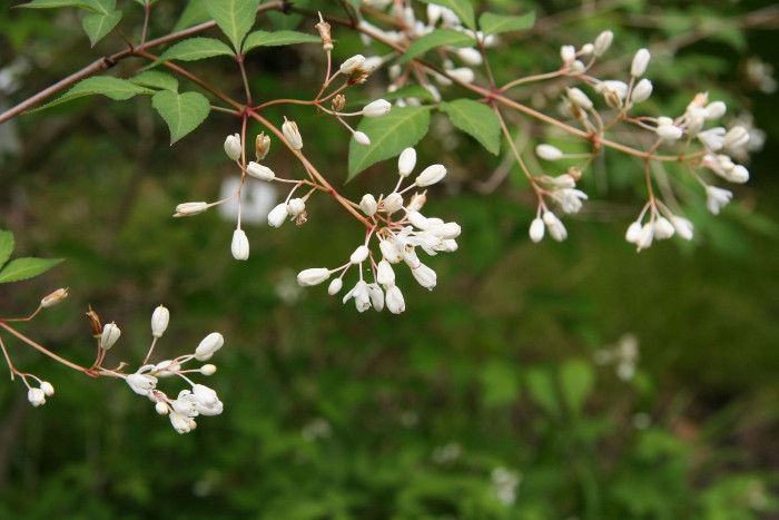 고추나무 - Staphylea bumalda DC.
