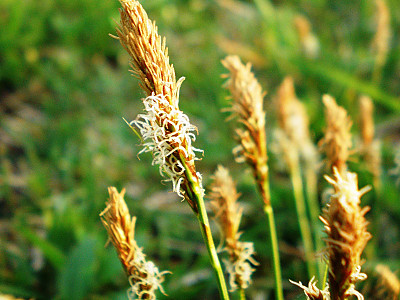 갈색사초 사진 - Carex caryophyllea var. microtricha Kuk. Photos