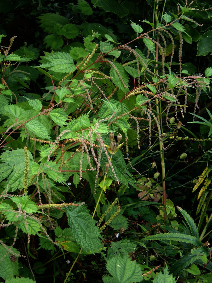 거북꼬리 - Boehmeria tricuspis (Hance) Makino