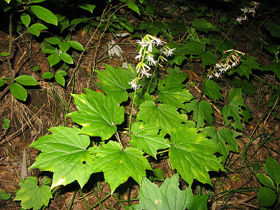 가야단풍취 사진 - Ainsliaea acerifolia var. subapoda Nakai Photos