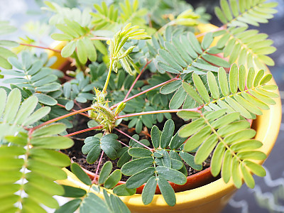 미모사 사진 - Minosa pudica L. Photos