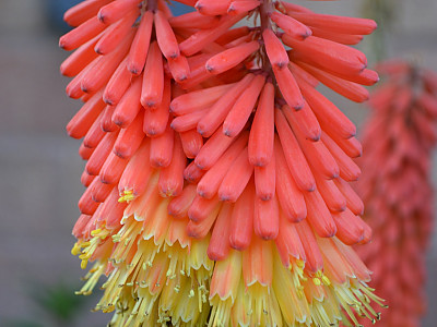 니포피아 사진 - Kniphofia uvaria Hook Photos