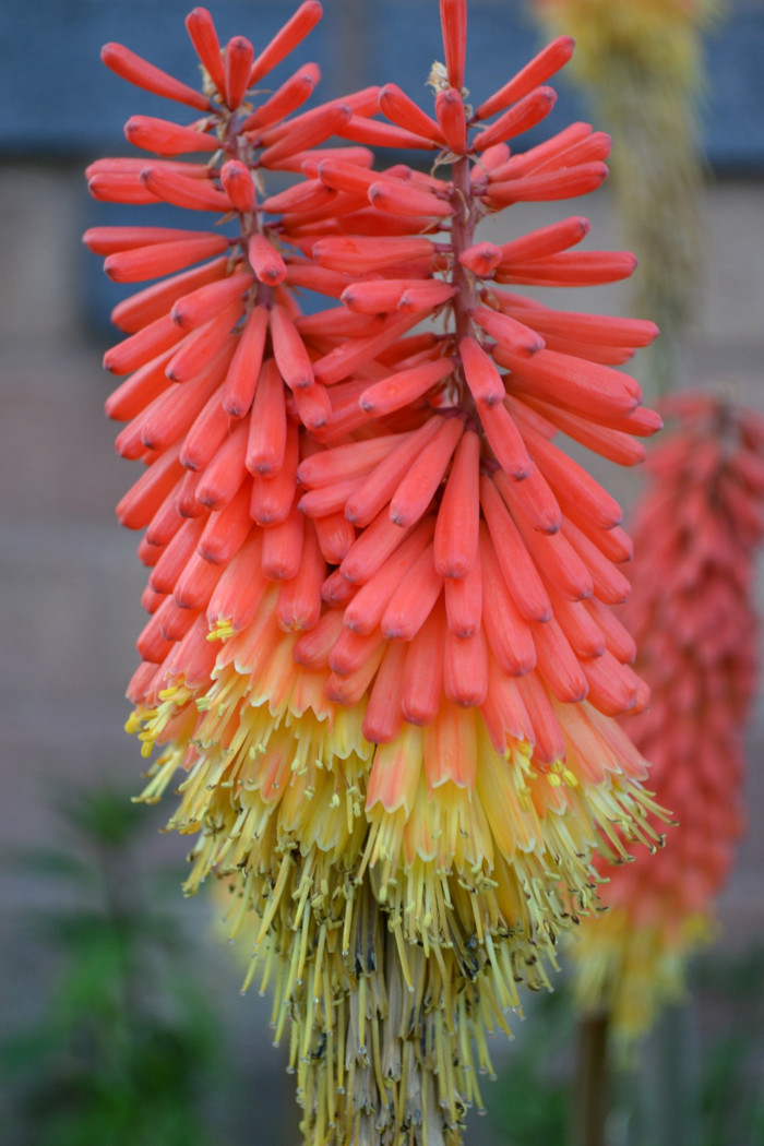 니포피아 - Kniphofia, Kniphofia uvaria Hook