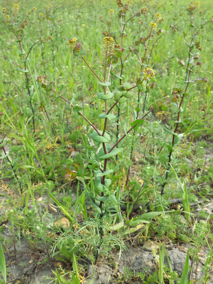 대부도냉이 - Lepidium perfoliatum L.