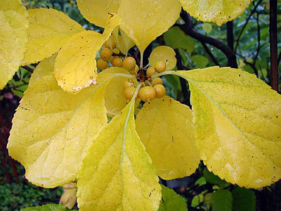 노박덩굴 사진 - Celastrus orbiculatus Thunb. Photos