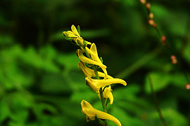 눈괴불주머니 - Corydalis ochotensis Turcz.