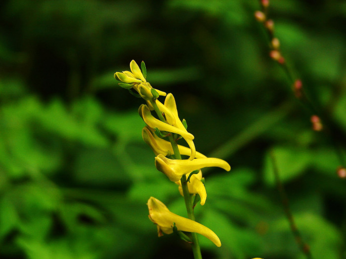 눈괴불주머니 - Corydalis ochotensis Turcz.
