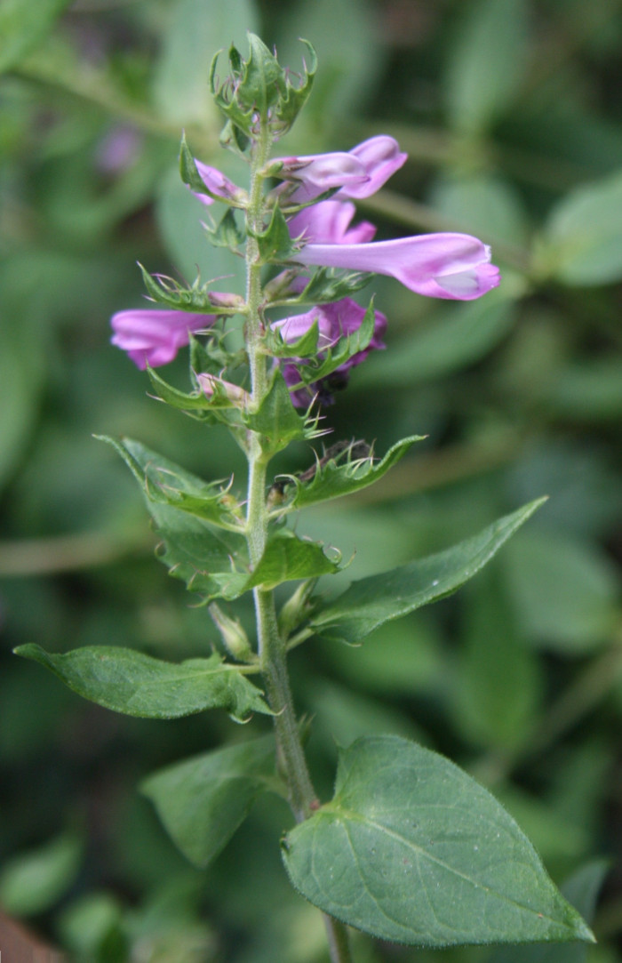 꽃며느리밥풀 - Melampyrum roseum Maxim.