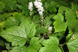 개승마 - Cimicifuga biternata (Siebold & Zucc.) Miq.