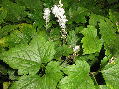 개승마 사진 - Cimicifuga biternata (Siebold & Zucc.) Miq. Photos