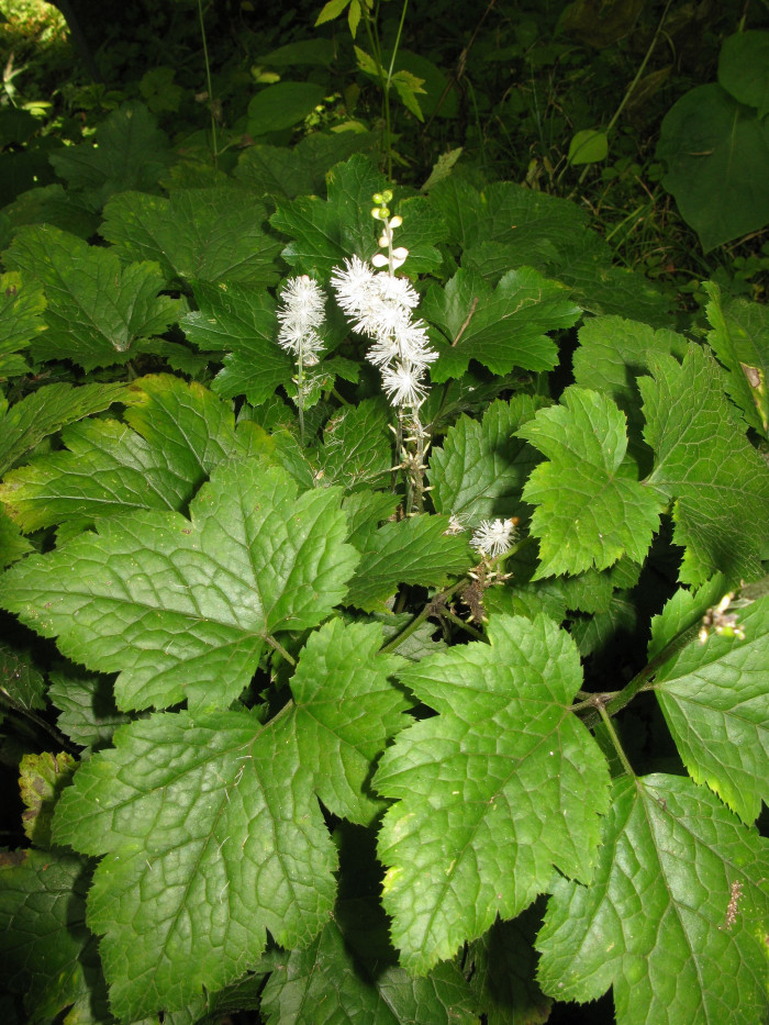 개승마 - Cimicifuga biternata (Siebold & Zucc.) Miq.