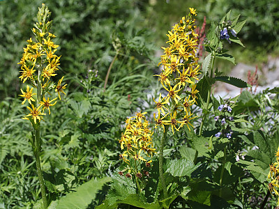 곰취 사진 - Ligularia fischeri (Ledeb.) Turcz. Photos