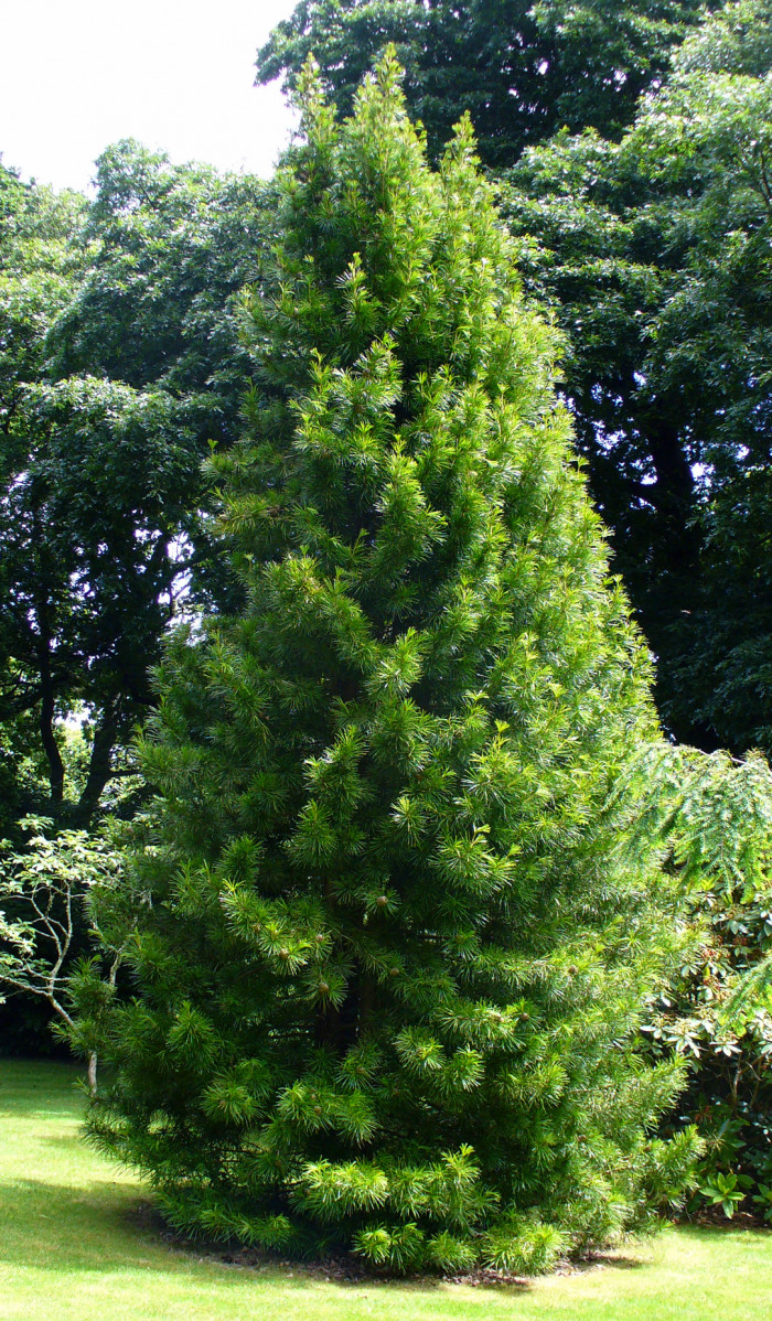 금송 - Sciadopitys verticillata (Thunb.) Siebold & Zucc.