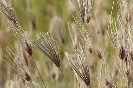 나도바랭이 - Chloris virgata Sw.