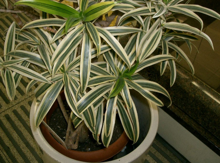 송 오브 인디아 - song of India, Dracaena reflexa 