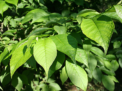 나래쪽동백 사진 - Pterostyrax hispida Siebold & Zucc. Photos
