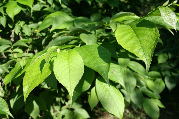 나래쪽동백 - Pterostyrax hispida Siebold & Zucc.