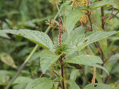 깨풀 사진 - Acalypha australis L. Photos