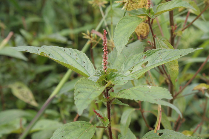 깨풀 - Acalypha australis L.