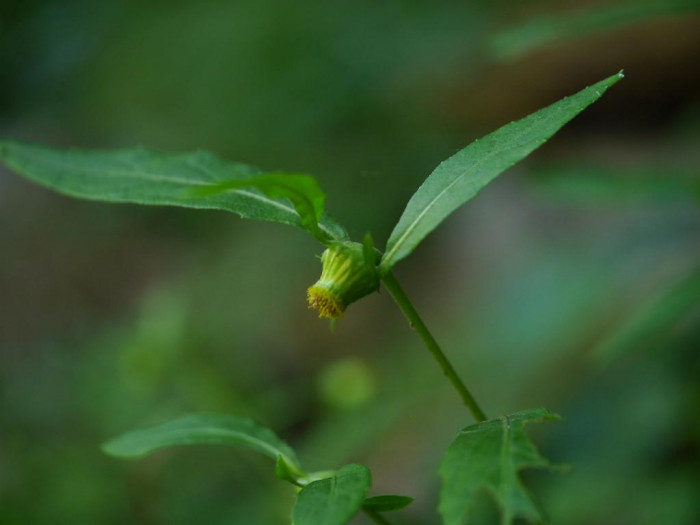 담배풀 - Carpesium abrotanoides L.