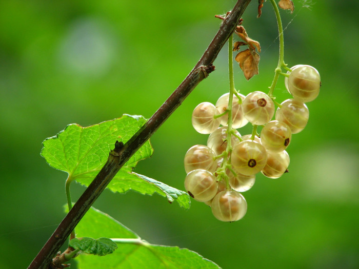 커런트 베리 - Currant Berry
