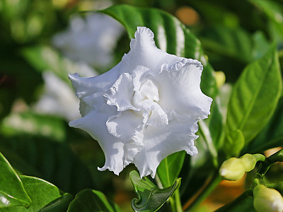 꽃치자 사진 - Gardenia jasminoides var. radicans (Thunb.) Makino Photos