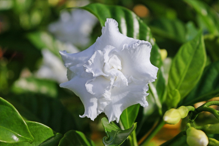 꽃치자 - Gardenia jasminoides var. radicans (Thunb.) Makino