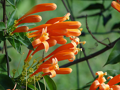 파장화 사진 - Pyrostegia venusta Photos