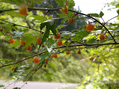 단풍딸기 사진 - Rubus palmatus Thunb. Photos