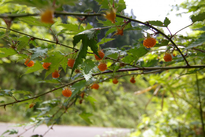 단풍딸기 - Rubus palmatus Thunb.
