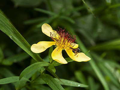 큰물레나물 사진 - Hypericum ascyron L. var. logistylum Maxim. Photos