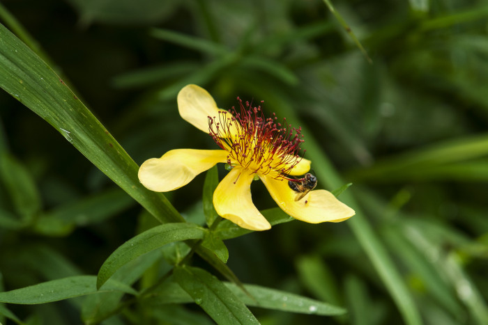큰물레나물 - Hypericum ascyron L. var. logistylum Maxim.