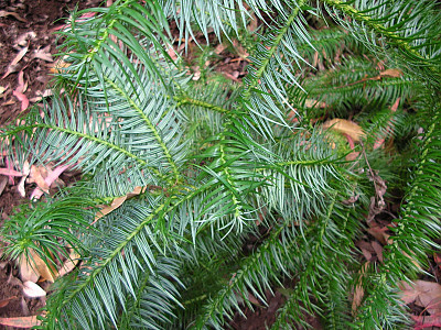 넓은잎삼나무 사진 - Cunninghamia lanceolata (Lamb.) Hook. Photos