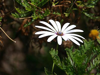 오스테오스펄멈 사진 - Osteospermum ecklonis Photos
