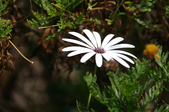 오스테오스펄멈 - Osteospermum, Osteospermum ecklonis