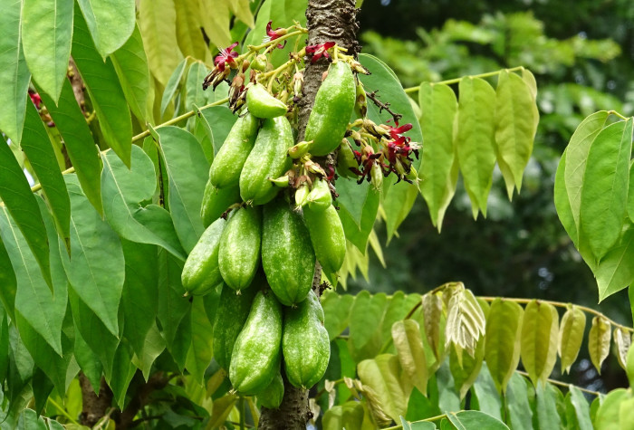 스타후르츠 - Star fruit, Averrhoa carambola L.